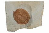 Fossil Leaf (Davidia) - Montana #215527-1
